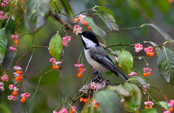 What Are the Most Effective Ways to Enrich Your Pet Ferret's Environment?