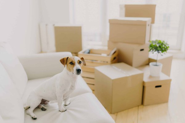 How to Select the Most Comfortable Yet Chic Ballet Flats for a Prolonged Workday?